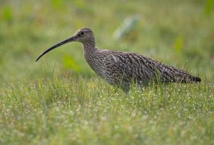 A curlew in prfile