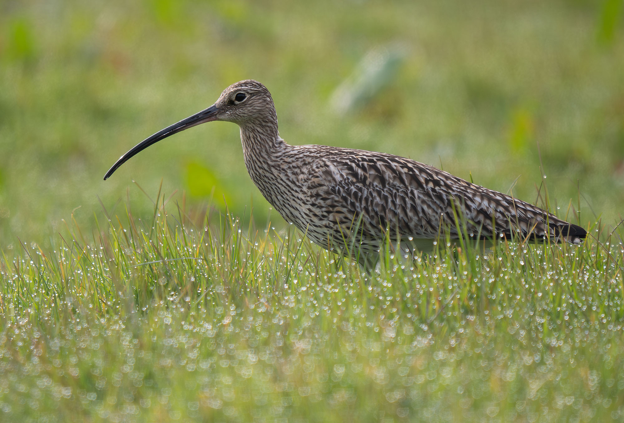 A curlew in prfile