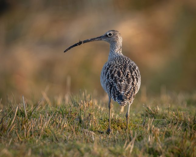 A curlew