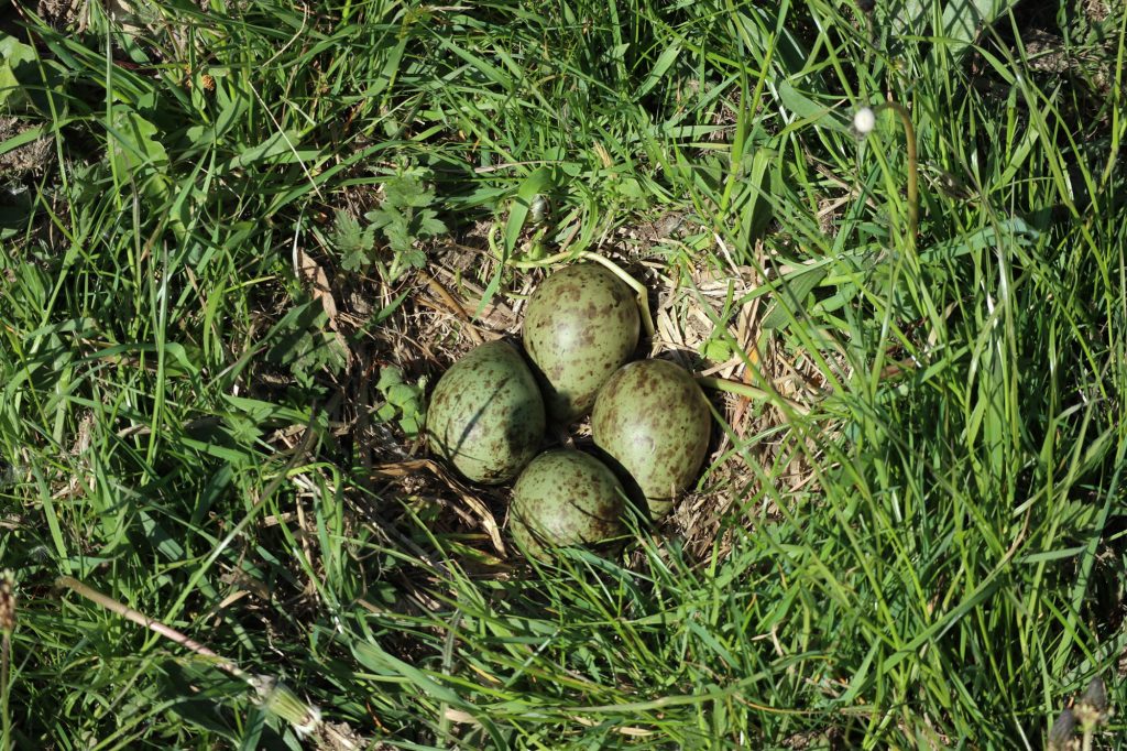 Curlew nest with eggs