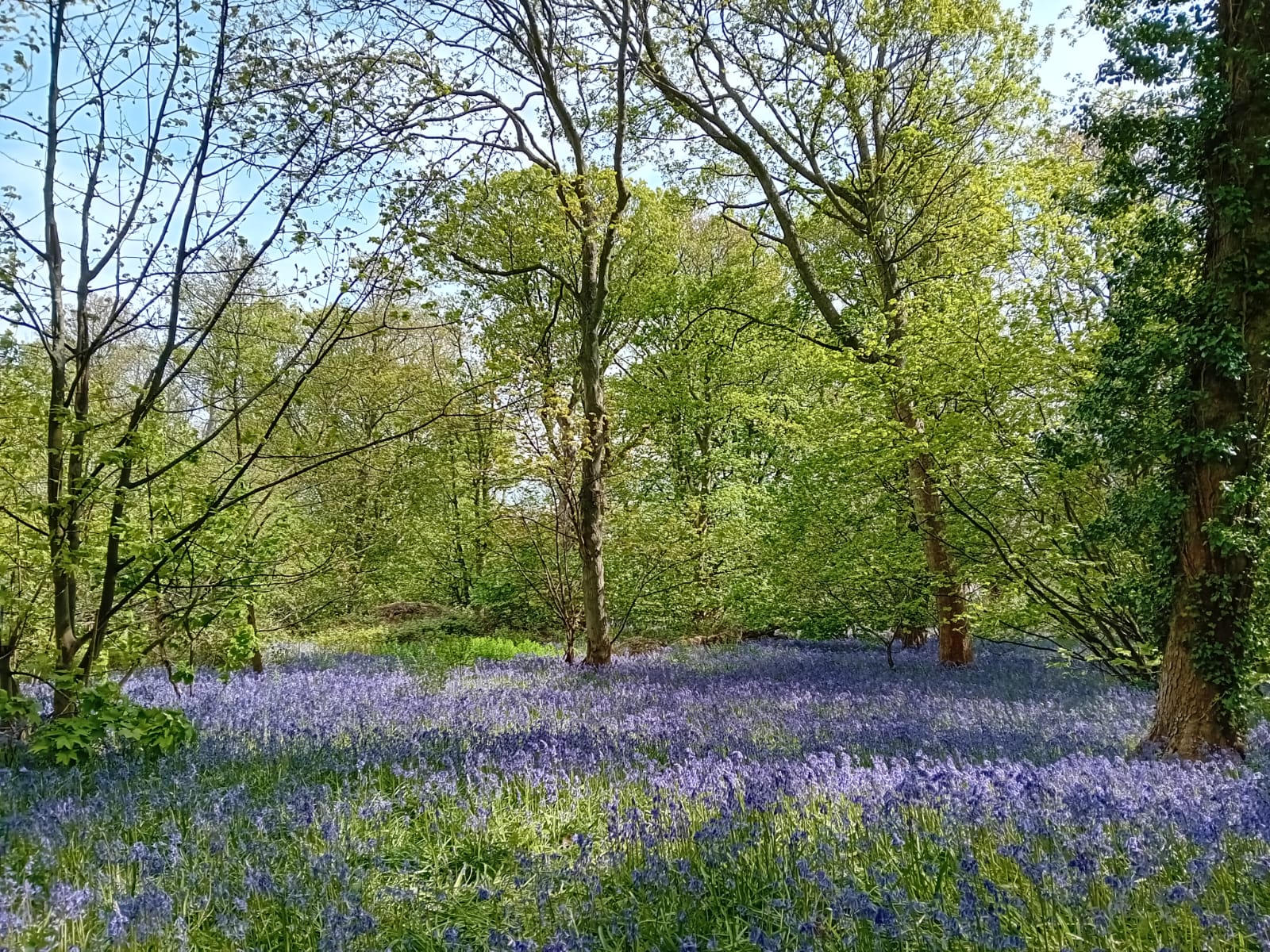 Bluebells