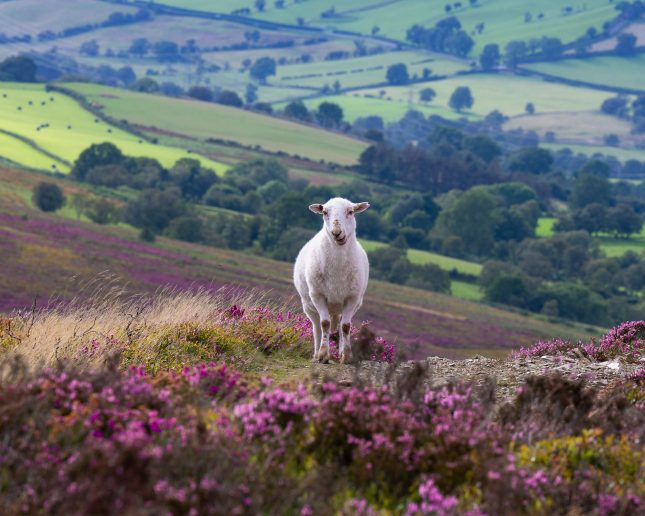 Sheep on heathland