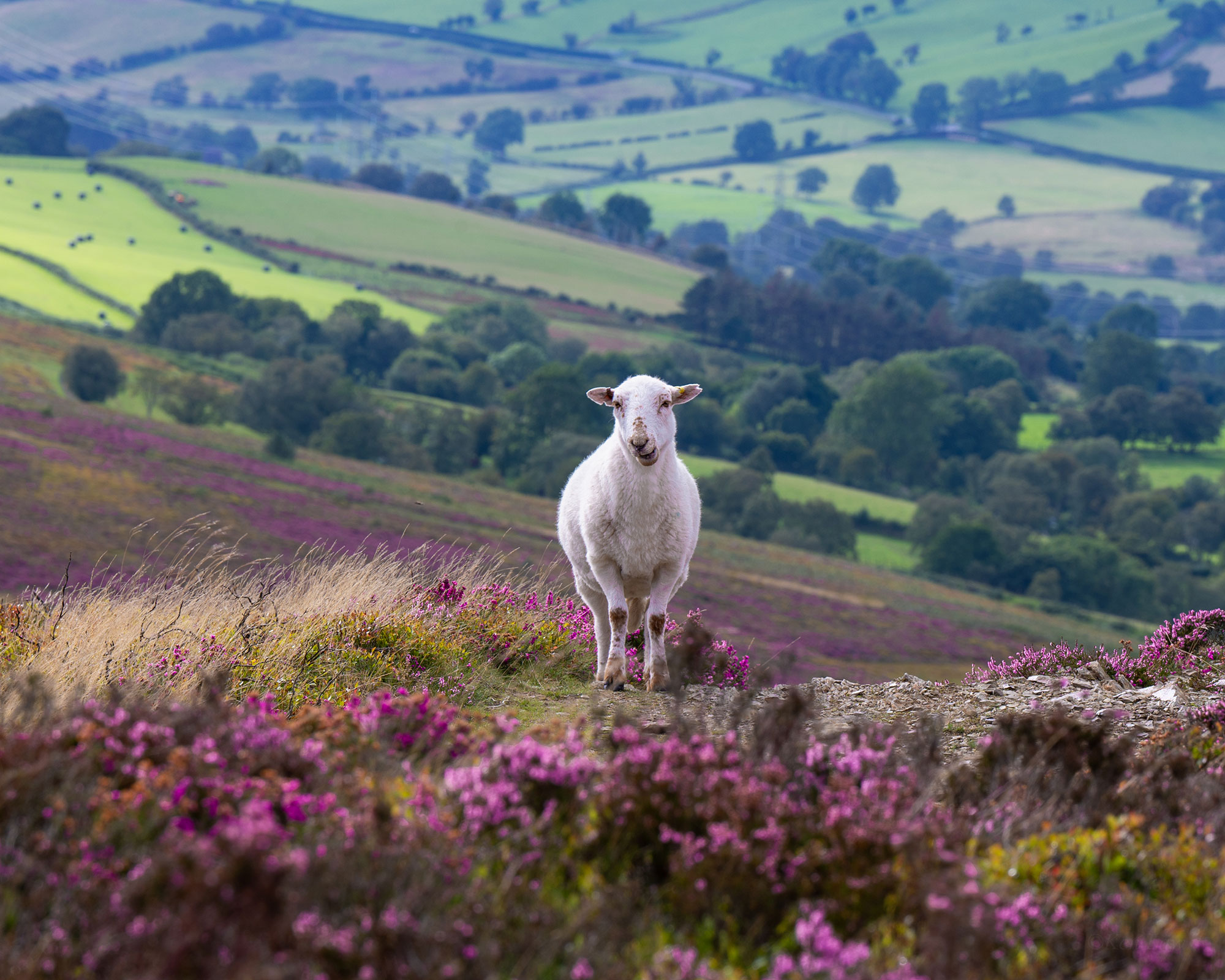Sheep on heathland