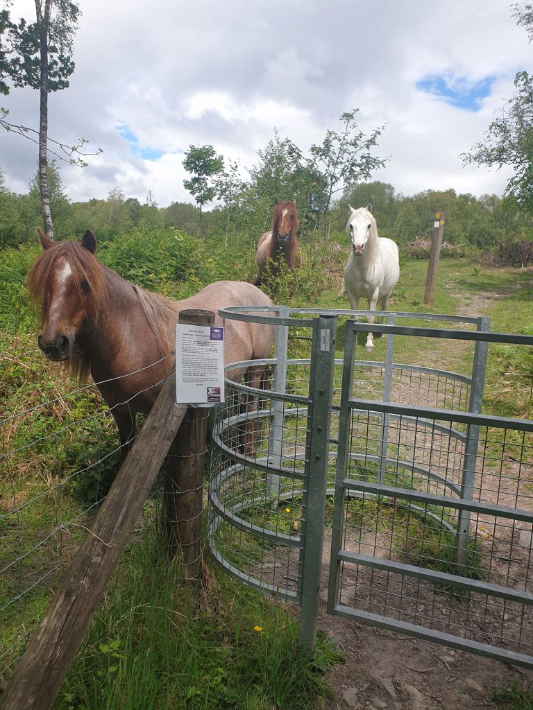 Welsh ponies on Moel Findeg