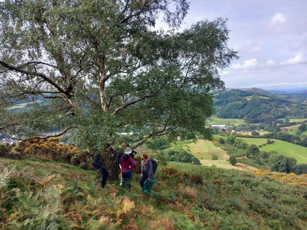 Seed collection on Dinas Bran