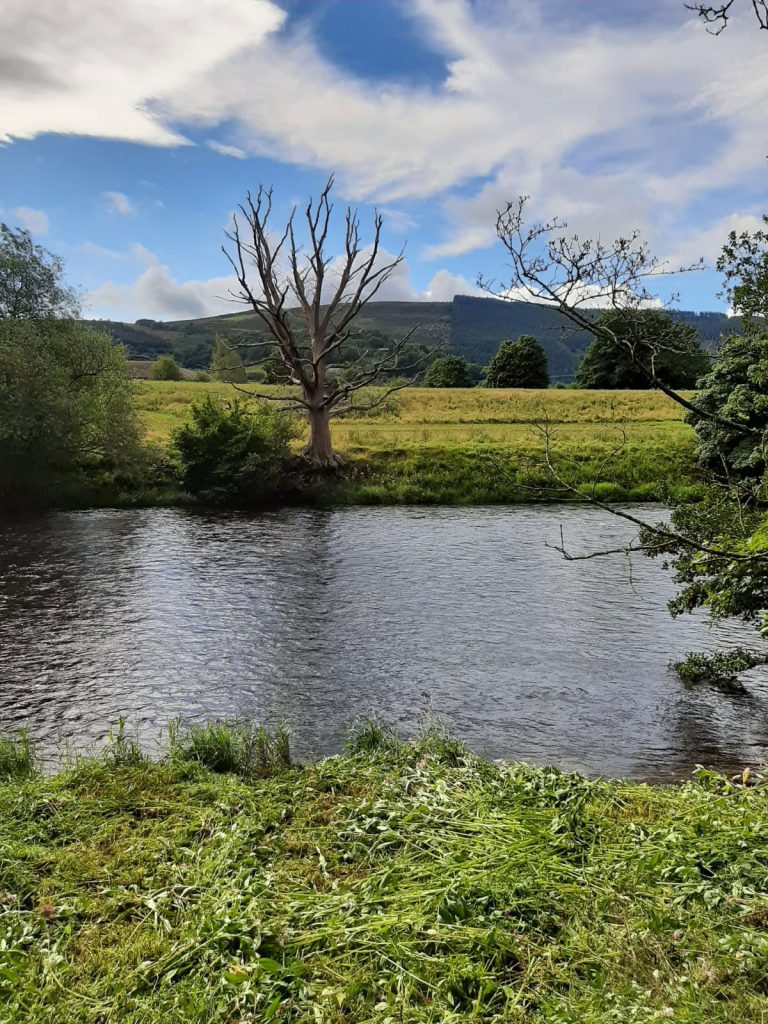 Balsam after clearing