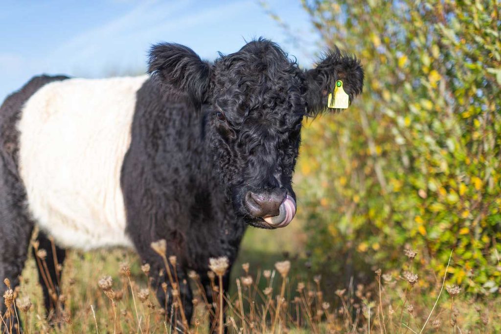 Belted Galloway cow