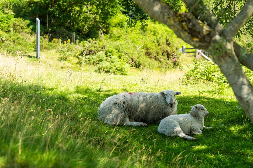 sheep with lamb