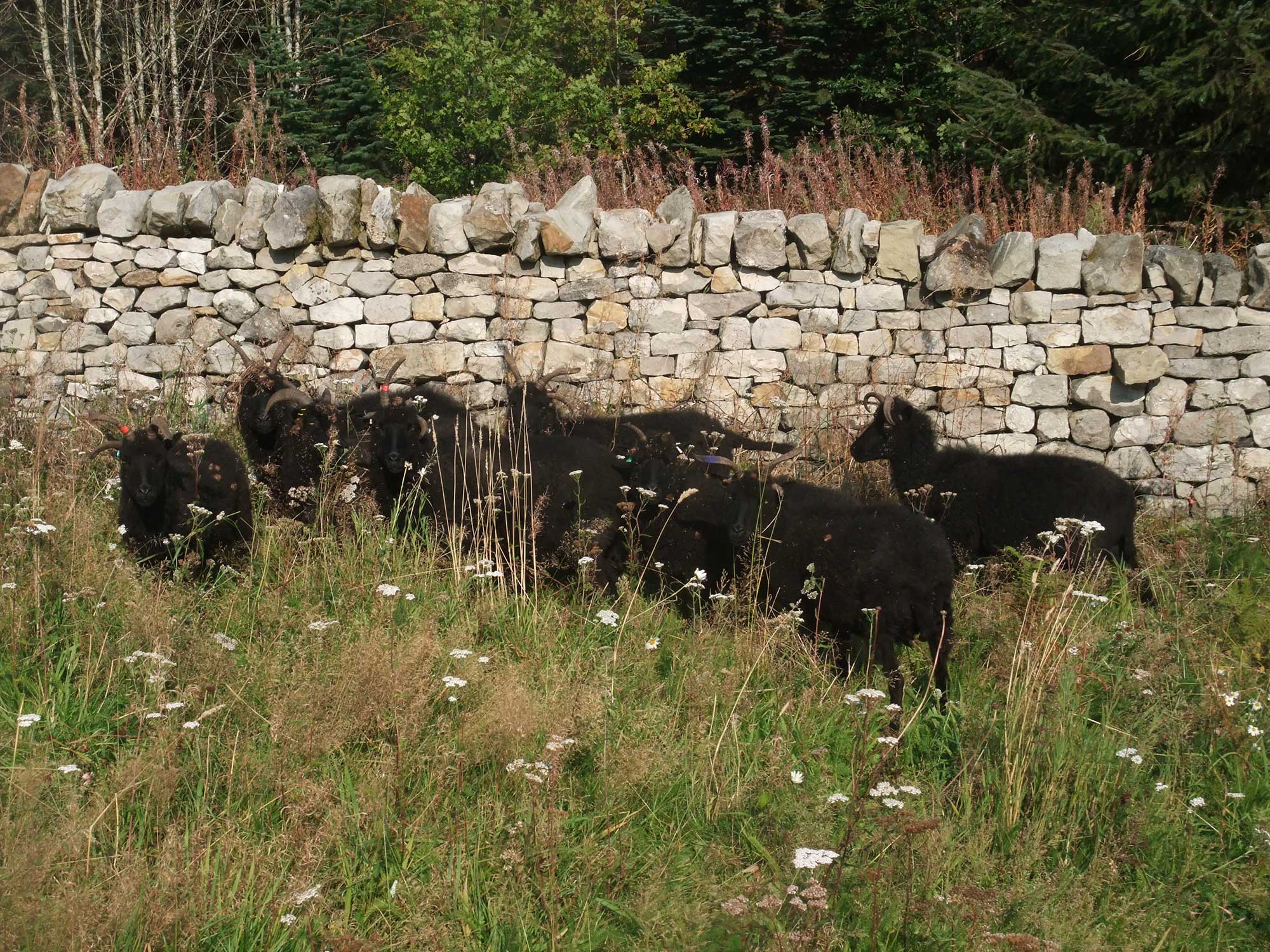 Hebridean Sheep in wildflower meadow