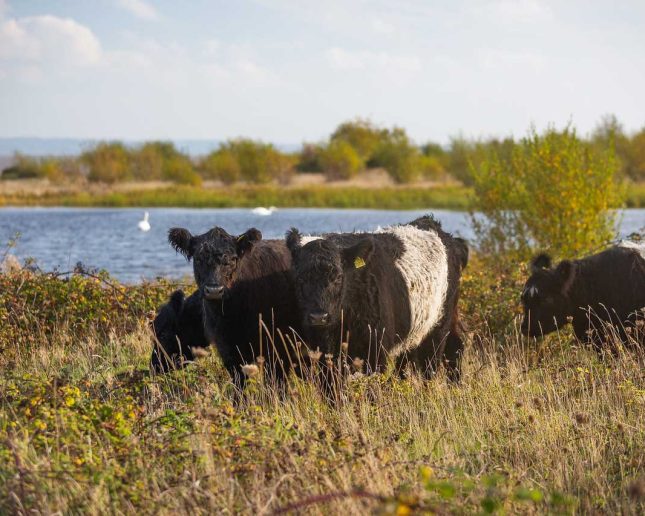 Grazing Belted Galloway cattle
